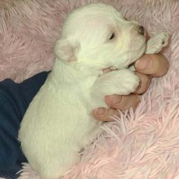 Elsa - Wheaten female Miniature Schnauzer puppy in Graham, Washington from Kristy's French Bulldogs & Mini Schnauzers