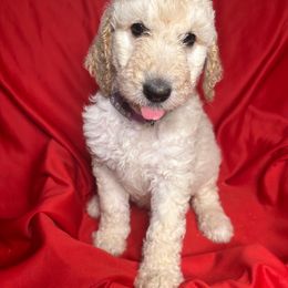 Lilac - Goldendoodle puppy from Mount Doodles