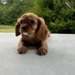 Cavalier King Charles Spaniel Puppies from Freeman's Royal Cavaliers