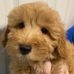 Neo - Apricot male Aussiedoodle puppy in Columbia, Kentucky from Burton's Precious Doodles