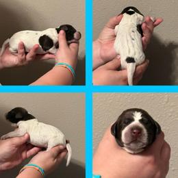 Croissant (blue) - Liver roan male German Shorthaired Pointer puppy in Marshfield, Missouri from Suma Kennels