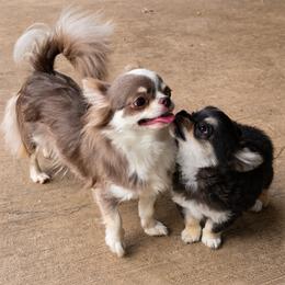 Chihuahua Puppies from Hart's Chihuahuas