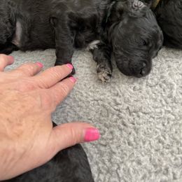 Poodle Puppies from Abbott Standard Poodles