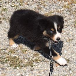 Velvet with blue eyes - Black tri-color female Australian Shepherd puppy in Falcon, Missouri from www.maubachranch.com