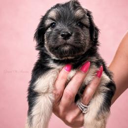 Magnolia - Black phantom female Aussiedoodle puppy in Weatherford, Texas from Grand Ole Aussies
