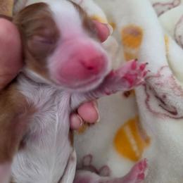 Churro - Brown and white female Aussiedoodle puppy in Lithia, Florida from Waterford Doodle Farm