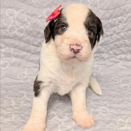 Bethany - Brown and white female Aussiedoodle puppy in Pamplin, Virginia from Hope & Joy Acres