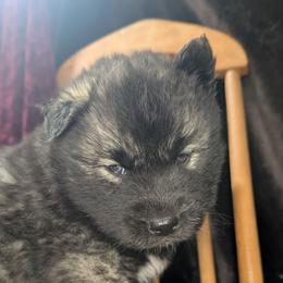 Oreo - Agouti and white male Siberian Husky puppy in Coshocton, Ohio from Wyant Farms