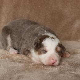 Daffy - AKC Reg - Lilac female Border Collie puppy in Courtland, Alabama from C Bar C Ranch Border Collies