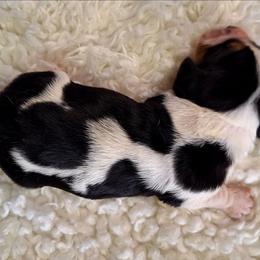 Flower - Black brown and white female Basset Hound puppy in Mack's Creek, Missouri from Mack's Creek Basset Hounds
