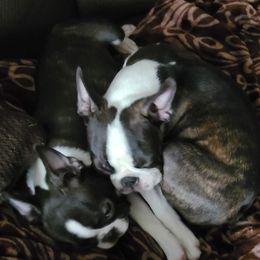 Boston Terrier Puppies from Big Sky Bostons