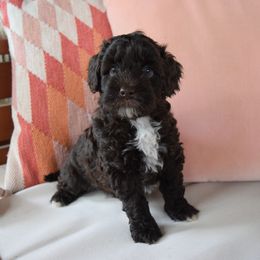 Australian Labradoodle Puppies from Australian Heritage Labradoodles