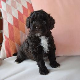 Australian Labradoodle Puppies from Australian Heritage Labradoodles