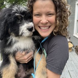 Bernedoodle Puppies from Abby Hamilton
