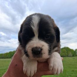 Rosey - Brown and white female Saint Bernard puppy in Kinsman, Ohio from Coleman Saint Bernards of Ohio