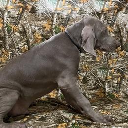 Boy 5 - Weimaraner puppy in Lone Camp, Texas from Bullard’s Weimaraners