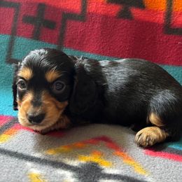 May - Black and tan female Dachshund puppy in Rudy, Arkansas from Louis' Litters