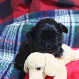 Kota - Black male Havanese puppy in Hamptonville, North Carolina from Alabama Havanese Kennel