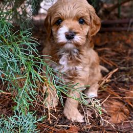 Juliet - Caramel ice female Australian Labradoodle puppy in Matthews, North Carolina from Weddington Labradoodles