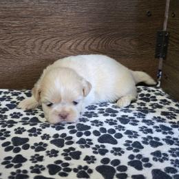 Male 1 - Lilac male Shih Tzu puppy in Meadows Of Dan, Virginia from Walt’s Shih Tzus
