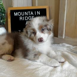 Spark - Red merle female Australian Shepherd puppy in Murrayville, Georgia from Mountain Ridge Aussies