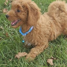 Boy 2 - male Poodle puppy in Queens, New York from Pawfect Soul Puppies