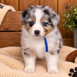 Flint - Blue merle male Australian Shepherd puppy in Placerville, California from BFF Aussies