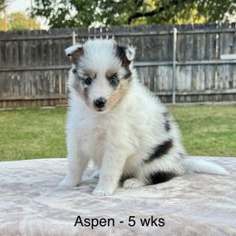 Aspen - White blue merle and tan female Shetland Sheepdog puppy in Abilene, Texas from Double Dare Shelties
