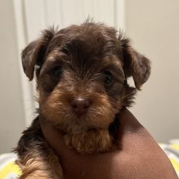Mocha(Smallest female Runt) - Chocolate female Yorkipoo puppy in Shelby, North Carolina from Dynasty puppies