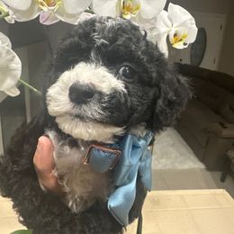 Happy ❤️ - Black Yorkipoo puppy in Apple Valley, California from Boujeepups