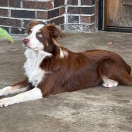 Boy 1 - Red tri male Miniature Australian Shepherd puppy in Hokes Bluff, Alabama from Alegria Toy Aussies
