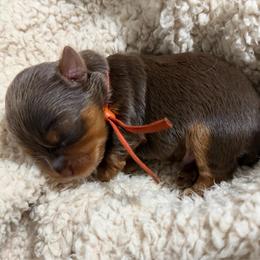 Orange - Michael - Chocolate and tan male Yorkshire Terrier puppy in Jacksonville, Florida from TLJ Choco Yorkie Love