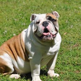 Slash Bash - Bulldog