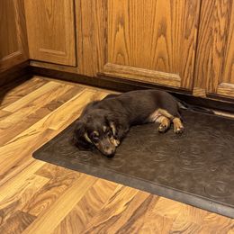 Dachshund and Pembroke Welsh Corgi Puppies from Three K Miniature Dachshunds