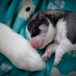 Siberian Husky Puppies from Ivie Huskies