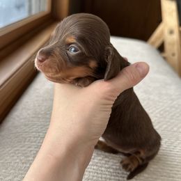 YELLOW - Chocolate and tan Dachshund puppy in Woodville, Wisconsin from Dairyland Dachshunds