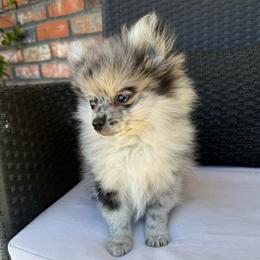 Philly - Blue merle male Pomeranian puppy in San Jacinto, California from Savvypomeranians