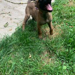 Orange/Silver - Mahogany Belgian Malinois puppy in Pulaski, Wisconsin from Elite Canine Training & Outfitters