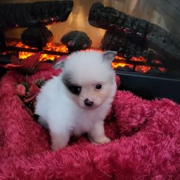 Pomeranian Puppies from CJ White's Pomeranians