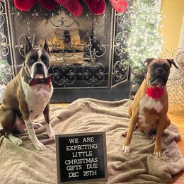 Boxers from Capstone Boxers