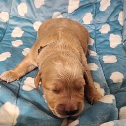 Girl 7 - female Golden Retriever puppy in Saginaw, Michigan from Precious Kennel Retrievers