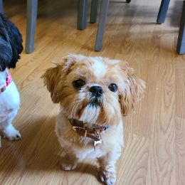 Shih Tzus from SoCal Shih Tzu GT-R