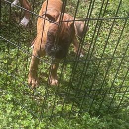 Boxer Puppies from Shaddai Kennels
