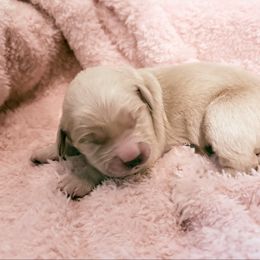 Bella - Light golden female Golden Retriever puppy in Seville, Ohio from Retriever Ranch