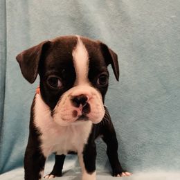 Boston Terrier Puppies from Helton’s Boston Terriers