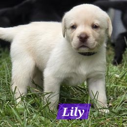 Lily - Yellow female Labrador Retriever puppy in Caledonia, Ohio from 7Cs Labs