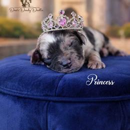 Princess - Blue merle female Aussiedoodle puppy in Roebuck, South Carolina from Dani's Dandy Doodles