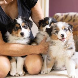 Australian Shepherd puppies from Mad Ranch