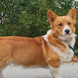 Australian Shepherds and Pembroke Welsh Corgis from Geri McDaniel