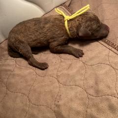 Yellow Girl - Brown female Chesapeake Bay Retriever puppy in Houston, Texas from Monarch Chesapeakes